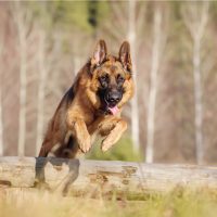 german shepherd jump over an obstacle