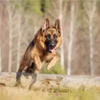 german shepherd jump over an obstacle