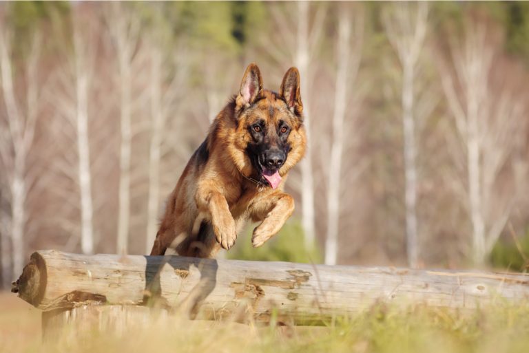 german shepherd jump over an obstacle