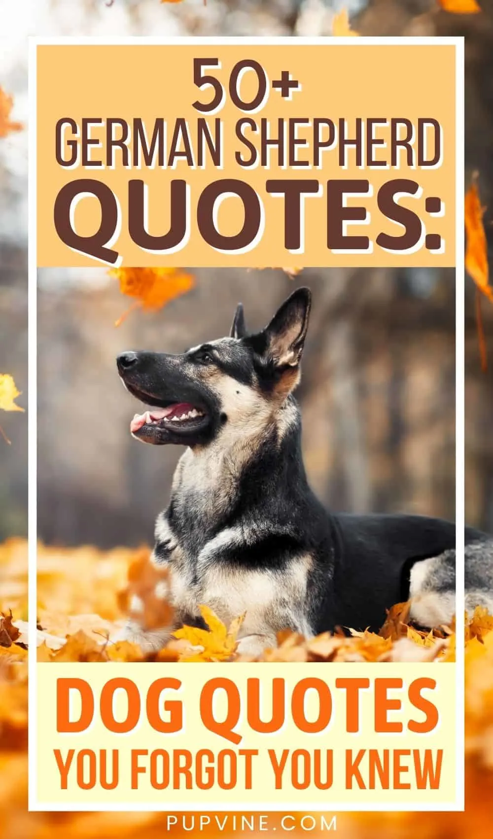50+ German Shepherd Quotes: Dog Quotes You Forgot You Knew