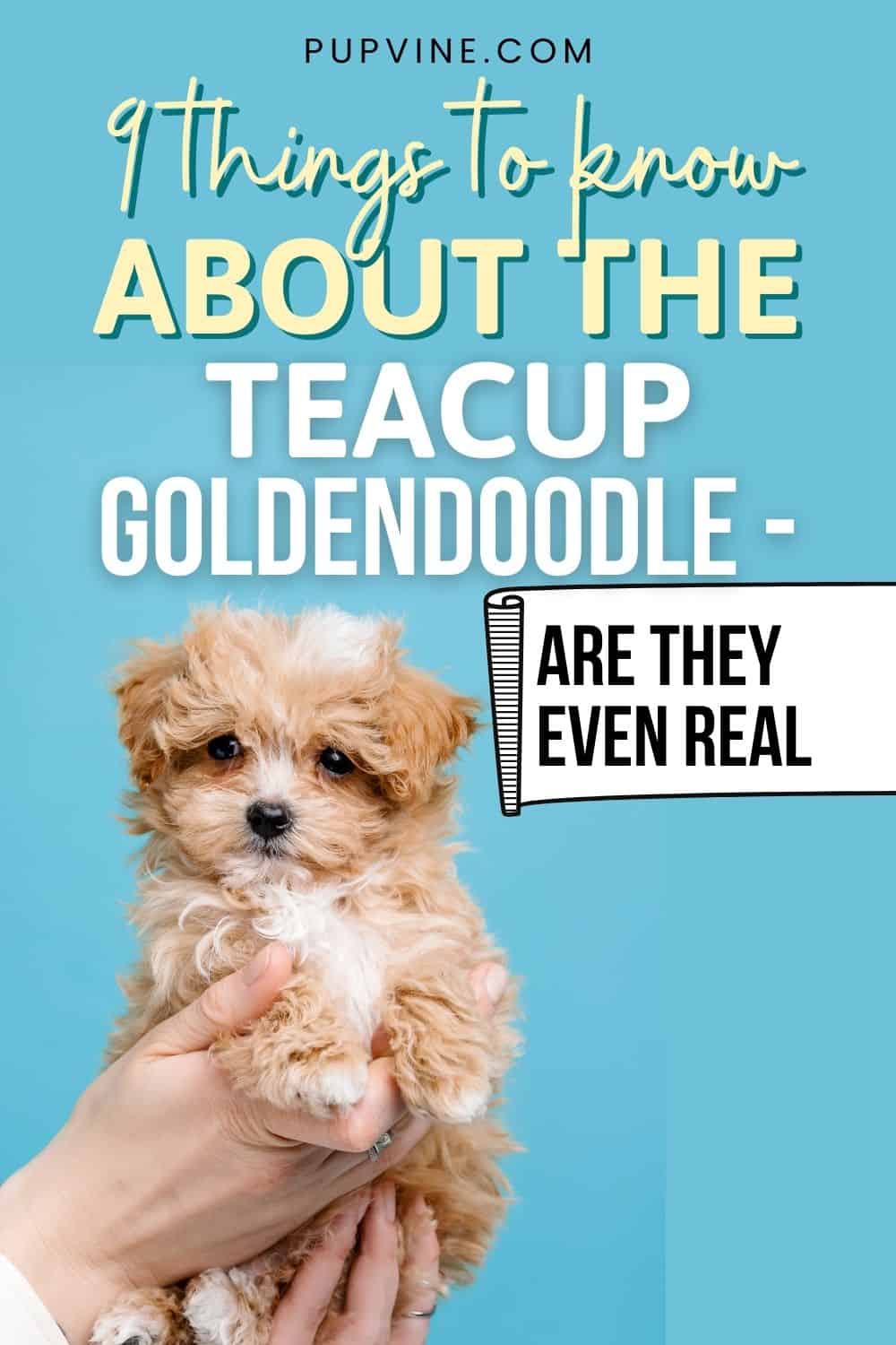 9 Things to Know About A Teacup Goldendoodle – Are They Even Real