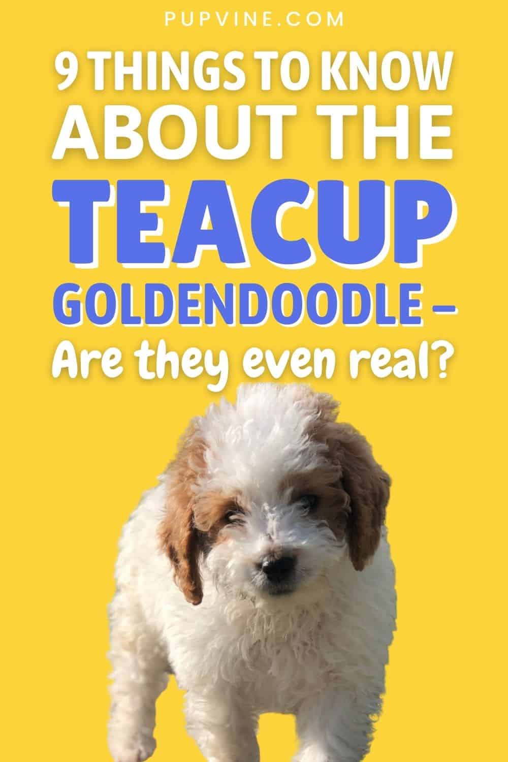 9 Things to Know About A Teacup Goldendoodle – Are They Even Real?