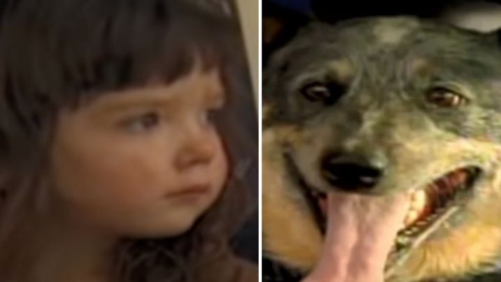 A Blast From The Past: How A Dog Saved A 3-Year-Old By Keeping Her Warm