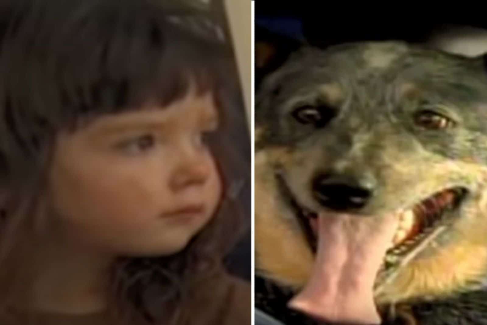 A Blast From The Past: How A Dog Saved A 3-Year-Old By Keeping Her Warm