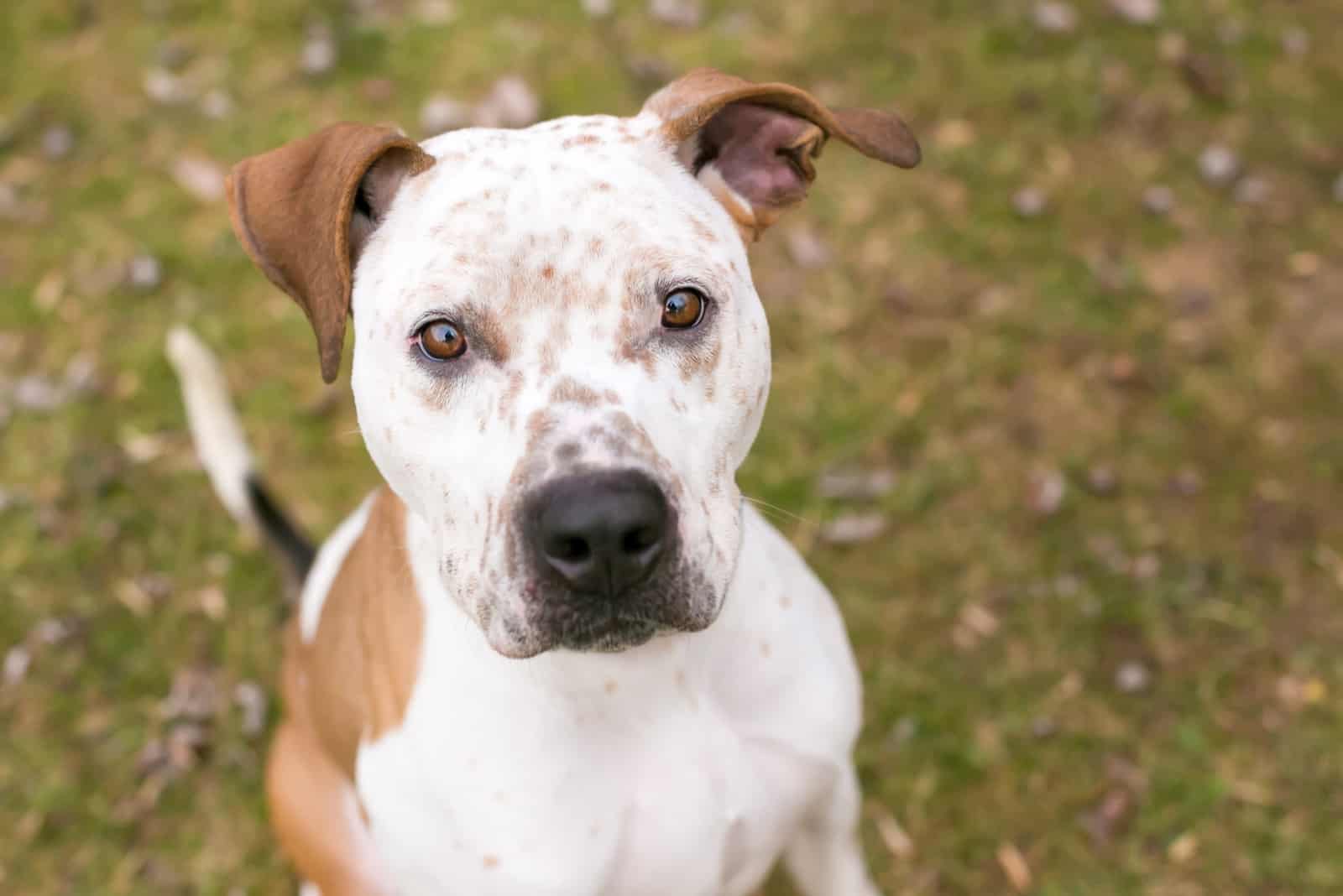 A Catahoula Leopard Dog x Pit Bull Terrier mixed breed dog with freckles on its face and floppy ears