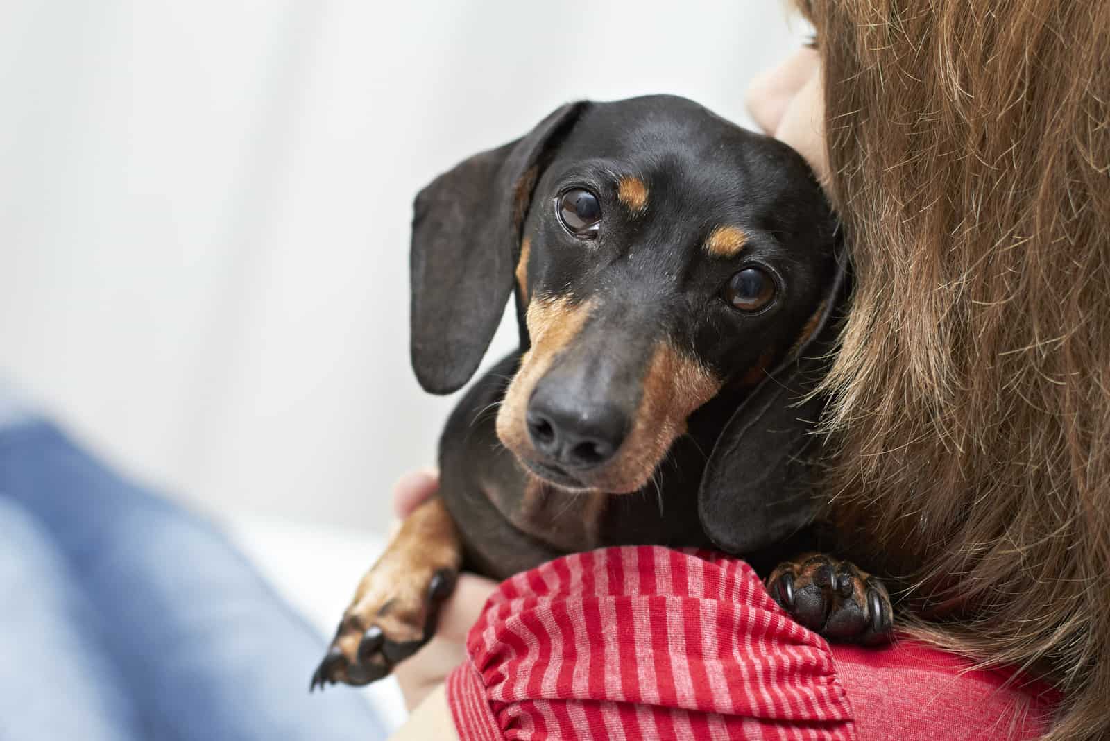 beautiful dachshund lean on woman's shoulder