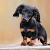 black dachshund puppy