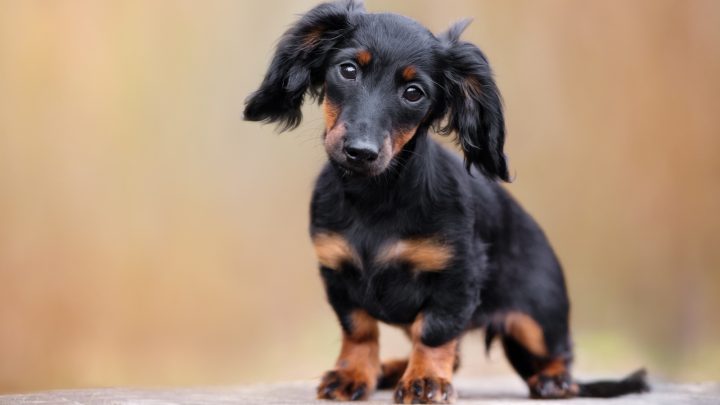 Are Dachshunds Hypoallergenic? Doxie Dogs And Allergies