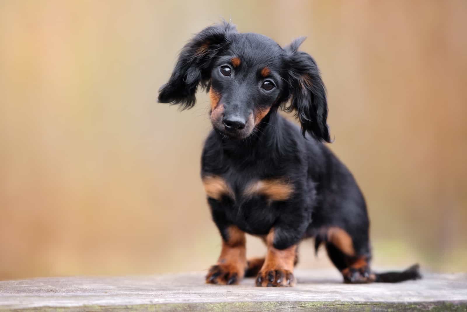 black dachshund puppy