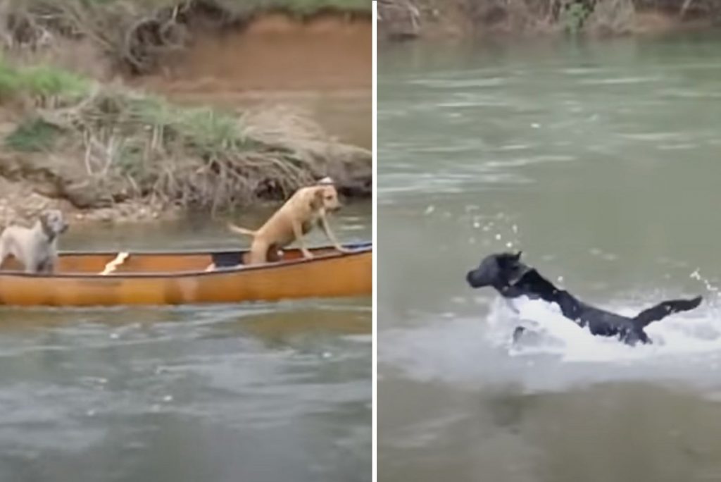 A Hero In Disguise: Dog Jumps In The River To Save His Buddies From ...