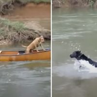 Dog Jumps In The River To Save His Buddies From Drifting Away