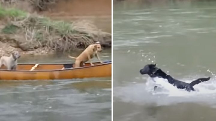 A Hero In Disguise: Dog Jumps In The River To Save His Buddies From Drifting Away