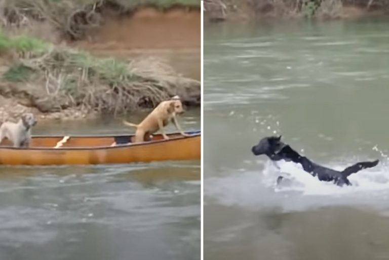Dog Jumps In The River To Save His Buddies From Drifting Away