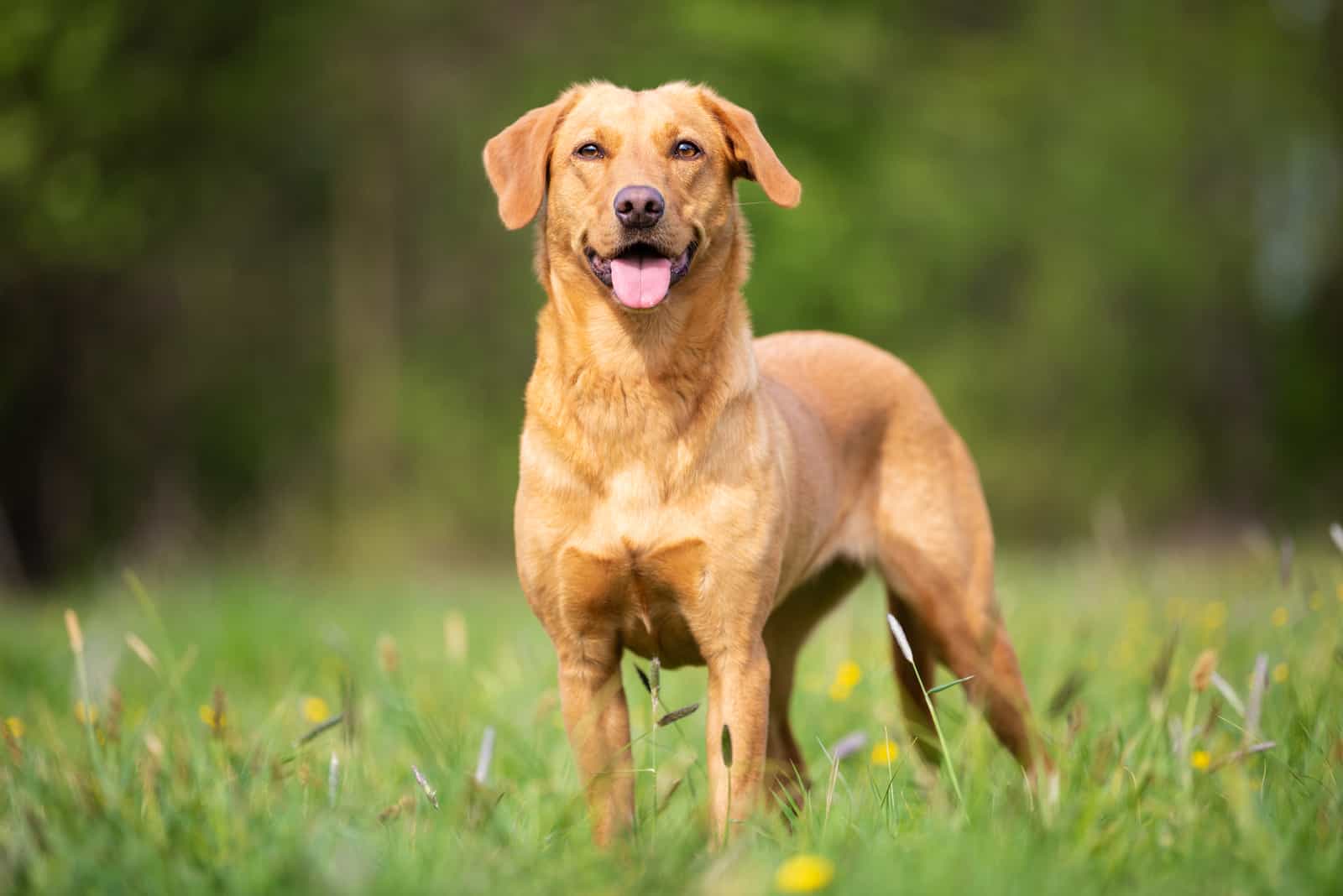 A Labrador Retriever stands on the grass