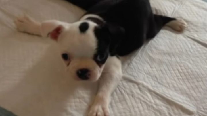A Miracle Pup: A Dog Born With “Swimmer Puppy Syndrome” Learns How To Walk