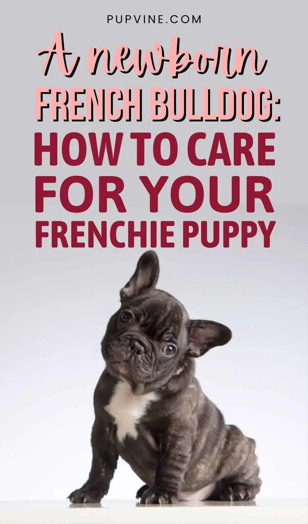 A Newborn French Bulldog How To Care For Your Frenchie Puppy