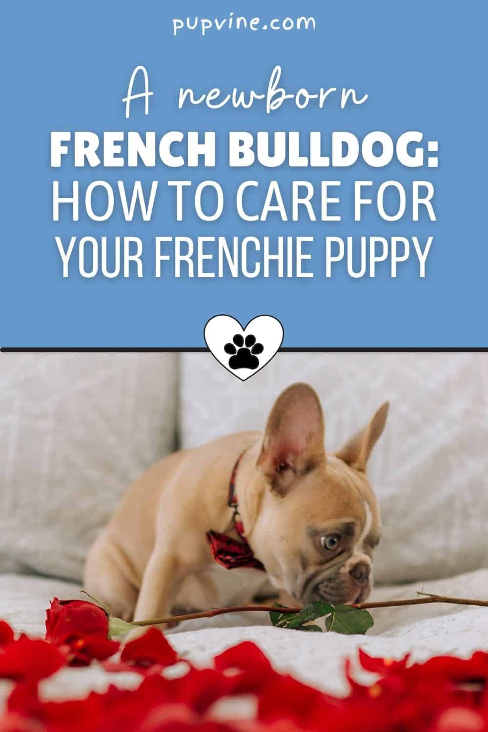 A Newborn French Bulldog: How To Care For Your Frenchie Puppy