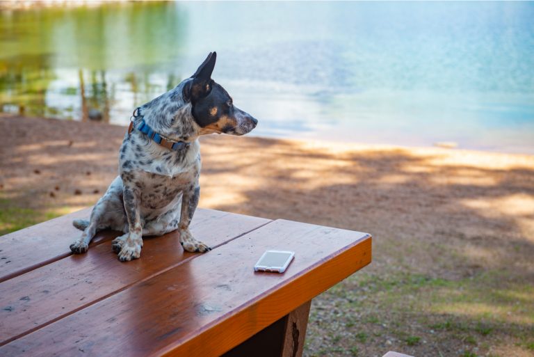 cowboy corgi mixed breed
