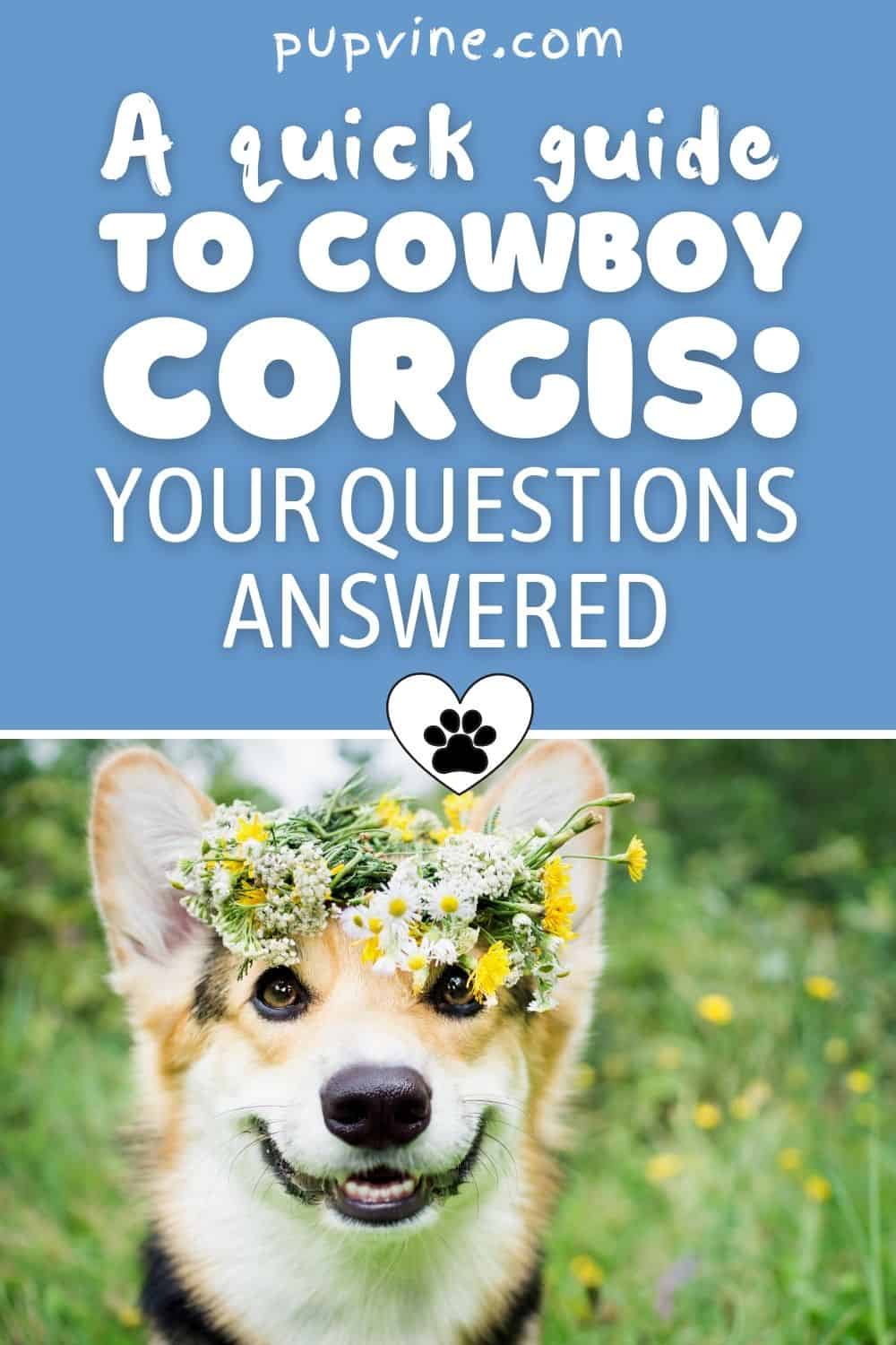 A Quick Guide To Cowboy Corgis: Your Questions Answered