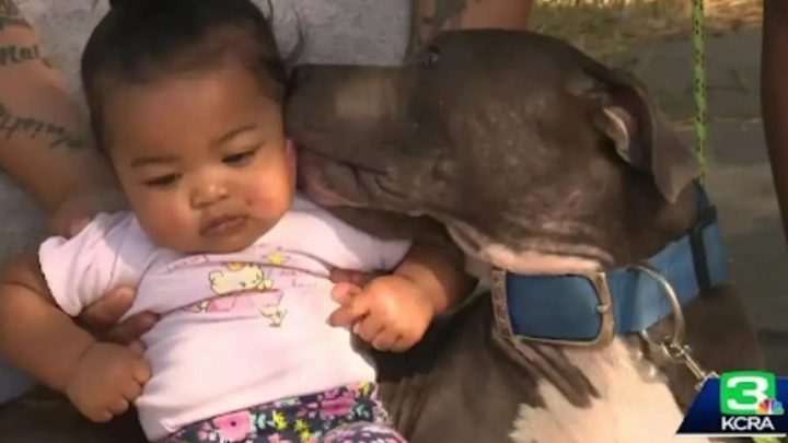 A True Hero Story: Pitbull Saves Baby From A Burning House