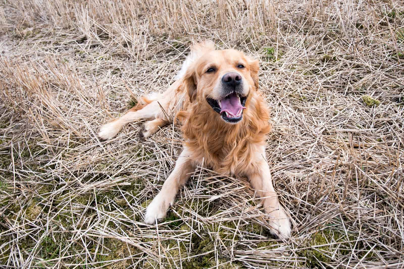 A cute golden retriever is lying