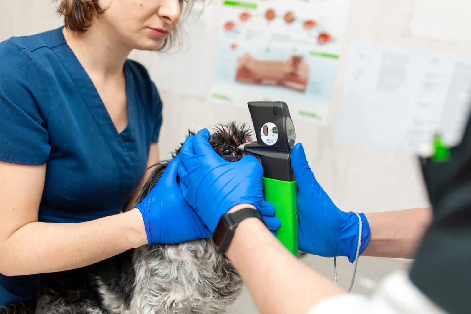 A veterinary ophthalmologist makes a medical procedure