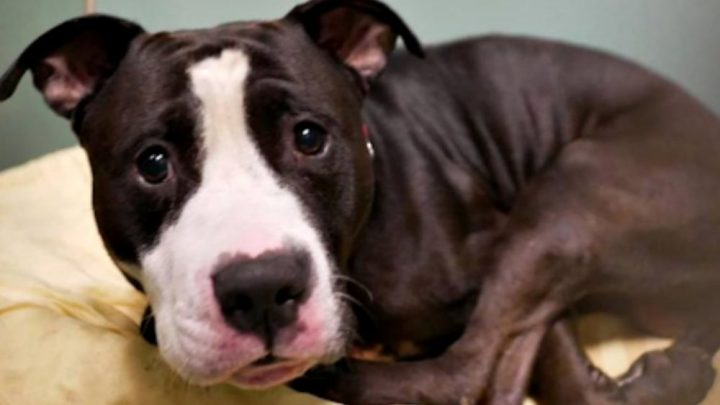 Abandoned: Smiley The Pitbull Gets Kicked To The Shelter Because His Family Is Expecting A Baby
