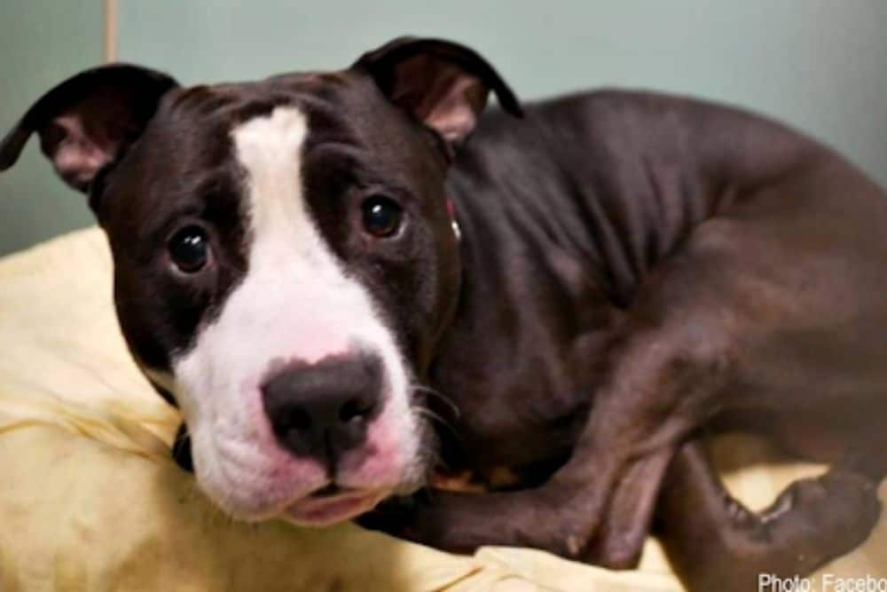 Couple Expecting A Baby Leaves Their Long-Time Pitbull At Shelter