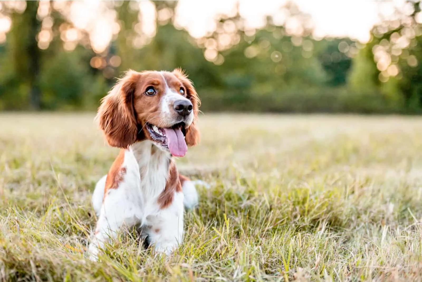 Adorable welsh springer spaniel dog lying on the grass and watching something