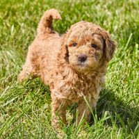 f1 mini goldendoodle