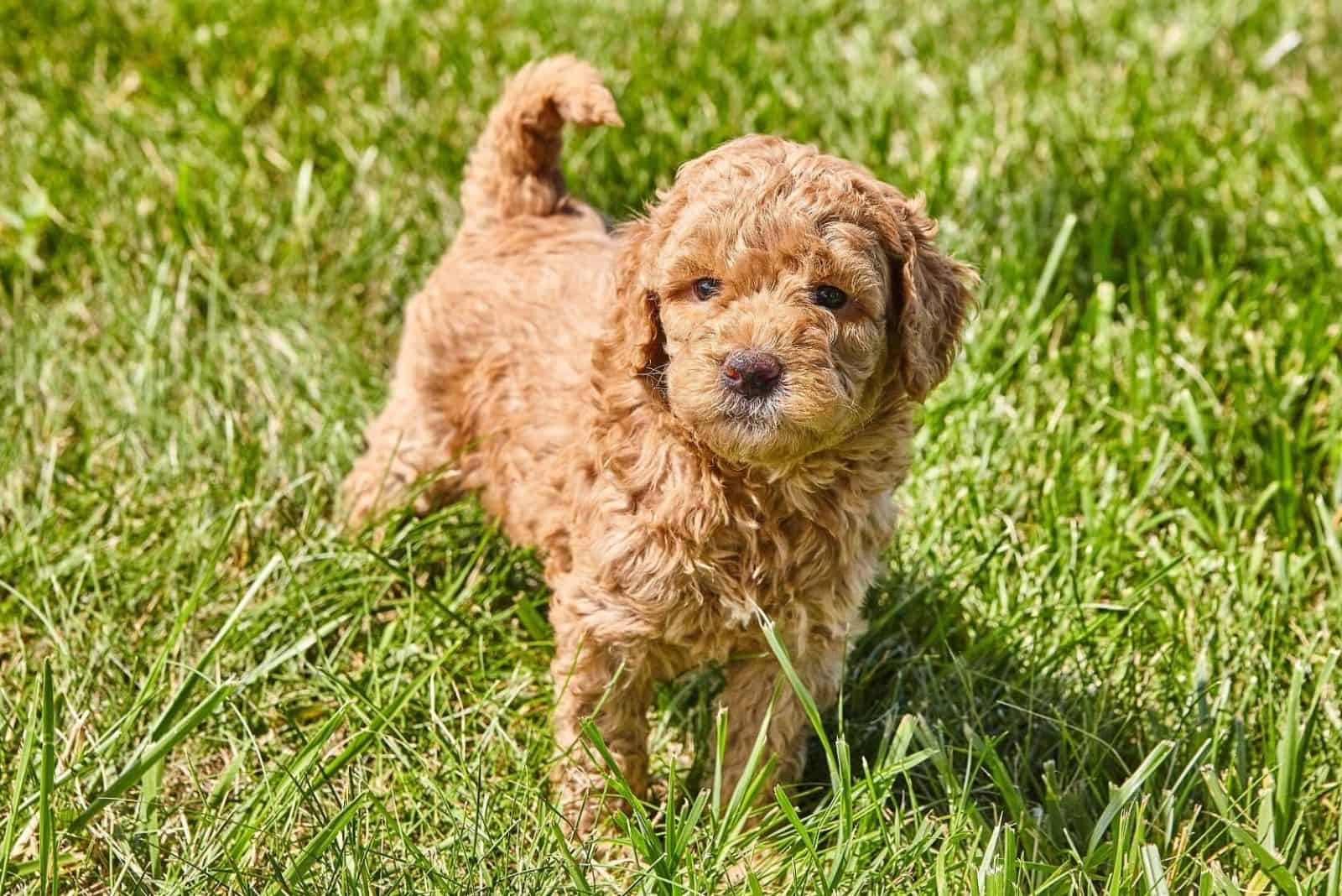 F1 Mini Goldendoodle: All About This Adorable Dog