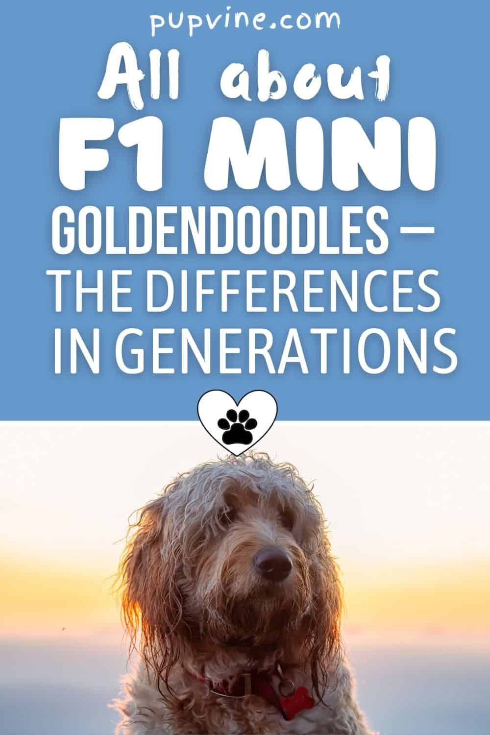 All About F1 Mini Goldendoodles – The Differences In Generations