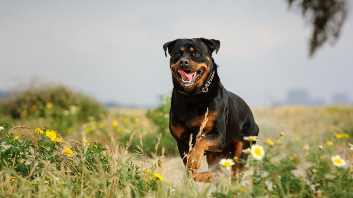 American Rottweiler vs German Rottweiler: What’s the difference?