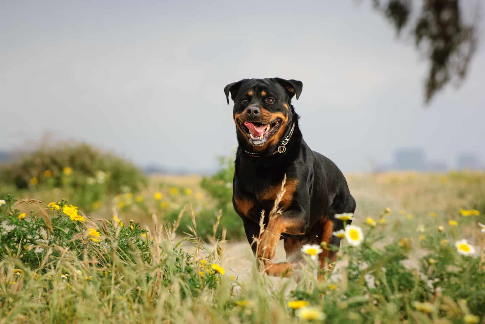 a Rottweiler runs a field of flowers