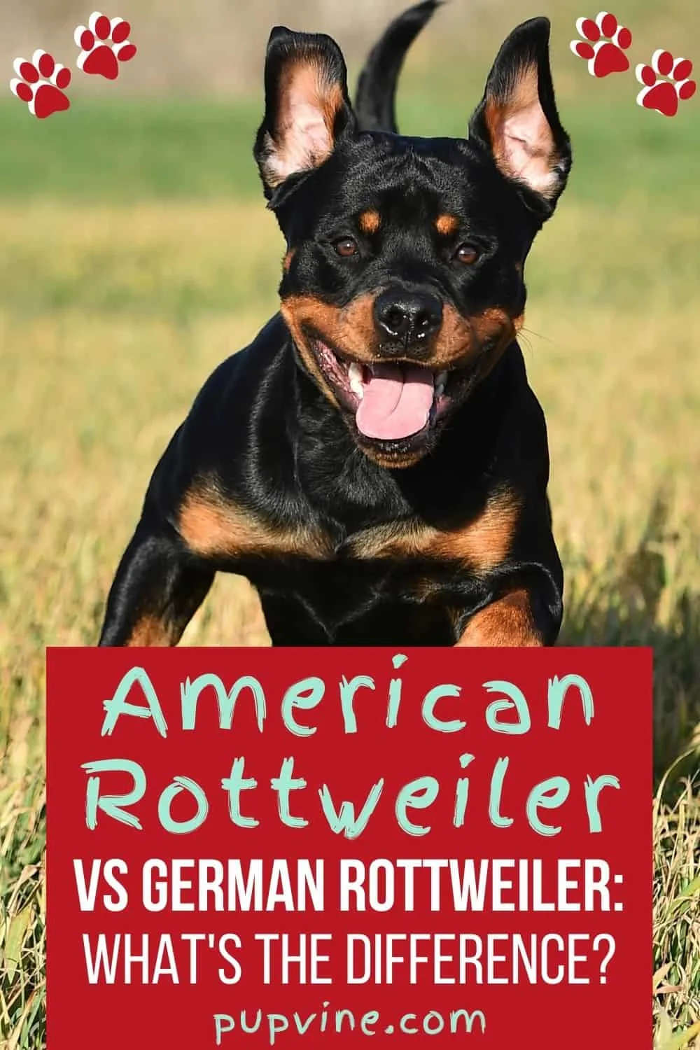 American Rottweiler vs German Rottweiler: What’s the difference?