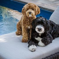 Are Bernedoodles Hypoallergenic? Are They Safe For Allergy Sufferers?