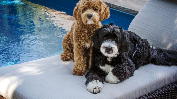 Are Bernedoodles Hypoallergenic? Find The Honest Answer Here