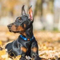 doberman pinscher lying down on the ground in the autumn park