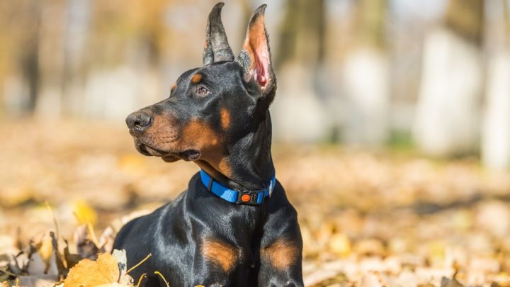 Are Dobermans Hypoallergenic? Shedding Management Tips