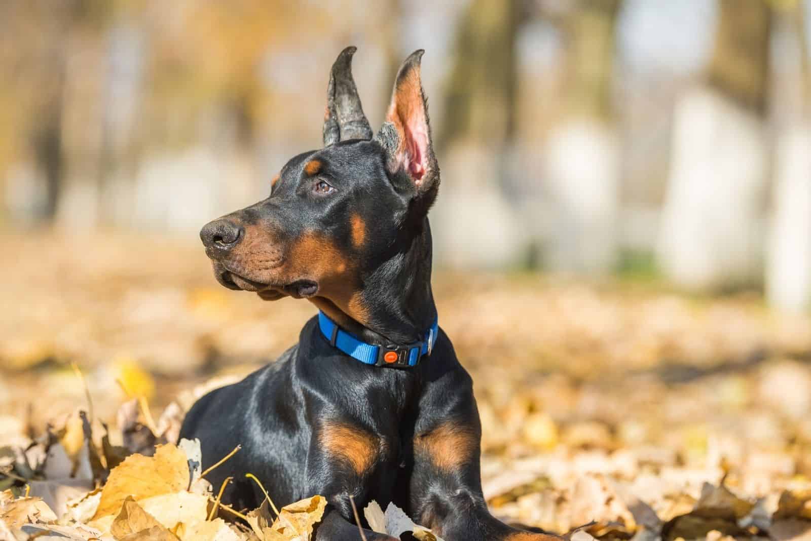 doberman pinscher lying down on the ground in the autumn park