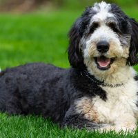 a beautiful bernadodle lies in the grass