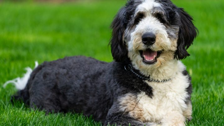 All About F1B Bernedoodle & Differences Among Generations