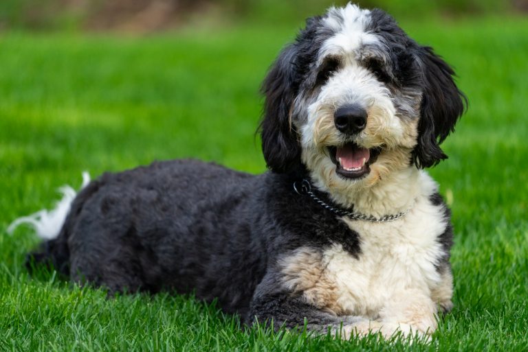 a beautiful bernadodle lies in the grass