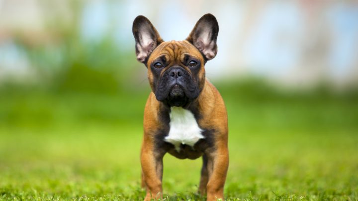Are French Bulldogs Aggressive? Understanding Frenchie’s Behavior