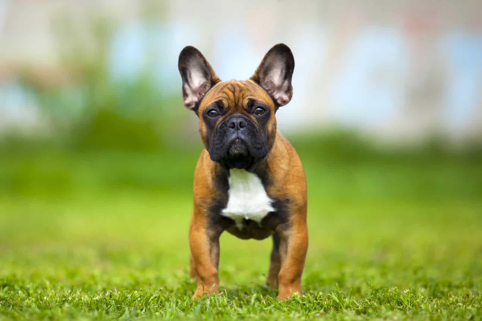french bulldog outside on grass
