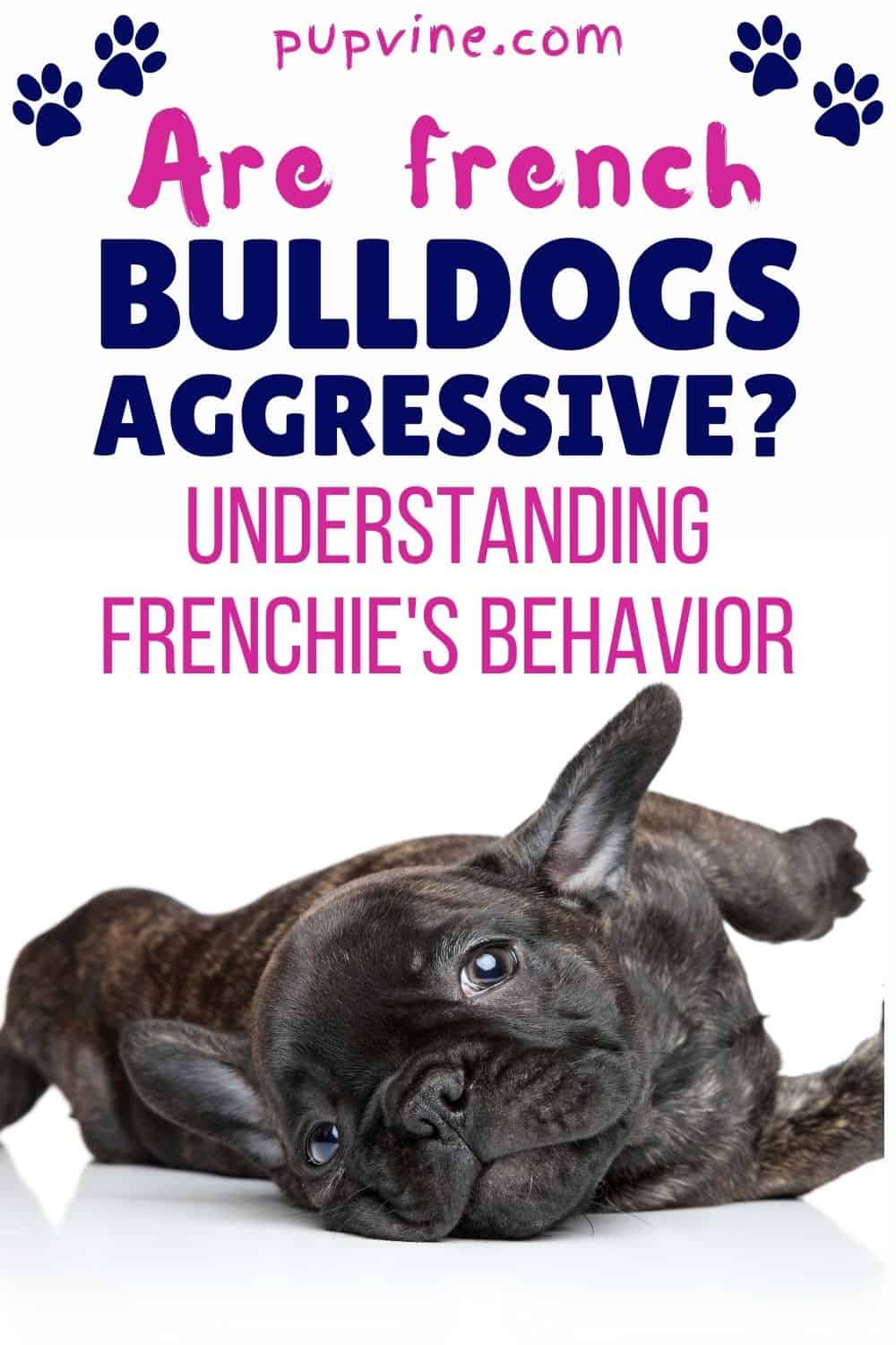 Are French Bulldogs Aggressive? Understanding Frenchie's Behavior