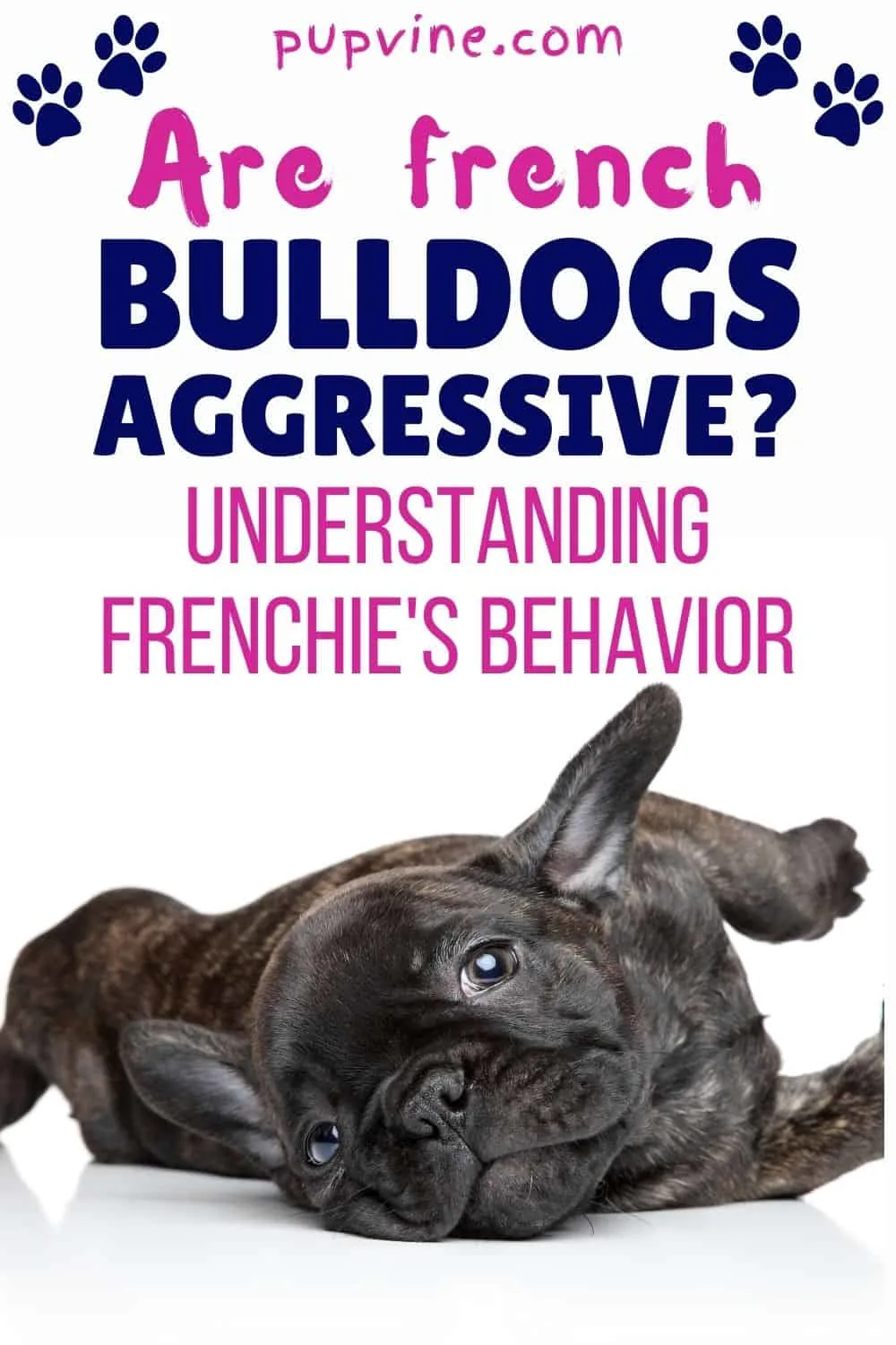 Are French Bulldogs Aggressive? Understanding Frenchie's Behavior