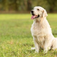 Beauty Golden retriever dog in the park