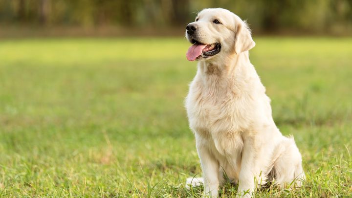 Are Golden Retrievers Hypoallergenic Dogs?