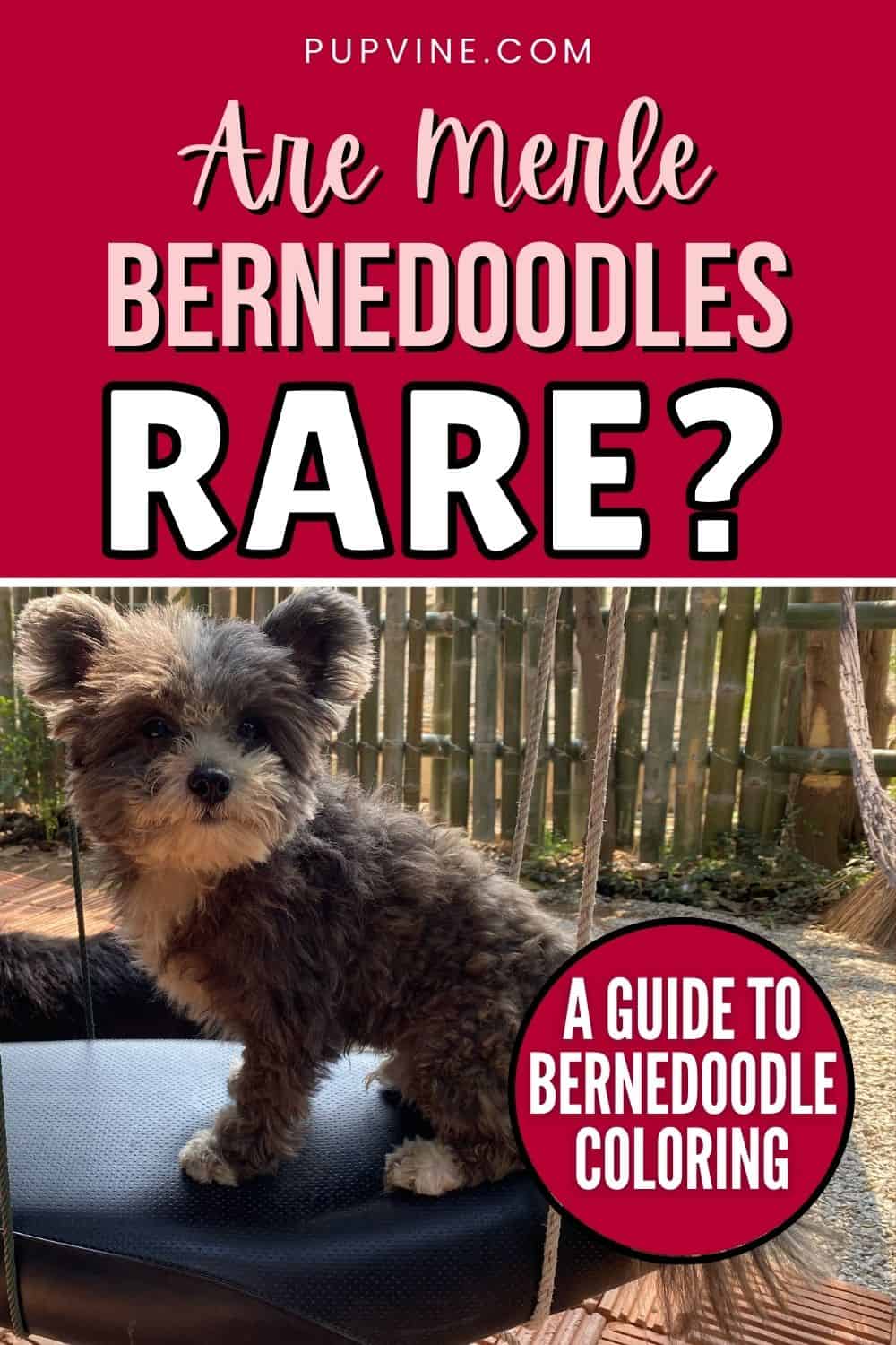 Are Merle Bernedoodles Rare? A Guide To Bernedoodle Coloring